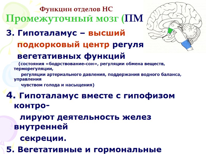 Функции отделов НС Промежуточный мозг (ПМ) 3. Гипоталамус – высший    